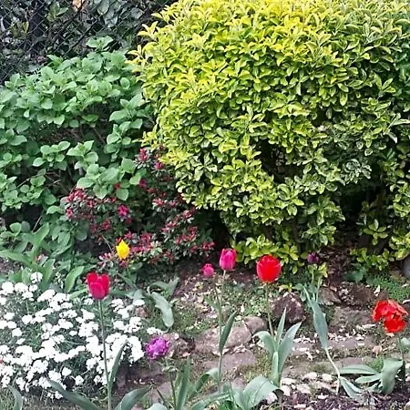 Il Patio